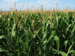 corn-field-1935_1583.jpg